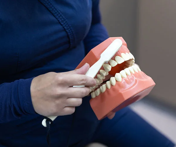 Oral hygiene demonstrated using a dental model